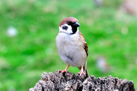 麻雀窩|【麻雀祕密】麻雀真的變少了？「害鳥」其實是誤會？成群結隊卻。